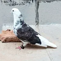 کبوتر غریبگیری نشوندار