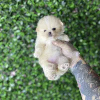 فروش پامرانین واکسینه با ضمانت|سگ|کرج, کوی امامیه|دیوار