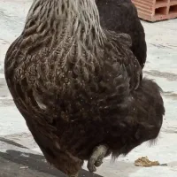 مرغ|حیوانات مزرعه|اردبیل, |دیوار