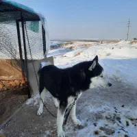 سگ هاسکی|سگ|مراغه, |دیوار