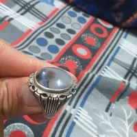 اسب|اسب و تجهیزات اسبسواری|سنندج, |دیوار