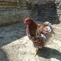 دو عدد ویاندوت