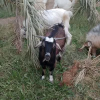 گوسفند|حیوانات مزرعه|نرماشیر, |دیوار