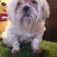 سگ شیتزو|سگ|کرج, گوهردشت|دیوار