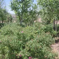 300قصب زمین کشاورزی