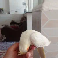 عروس هلندی دستی