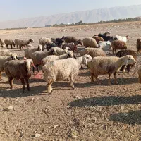 گوسفند داشتی|حیوانات مزرعه|کوار, |دیوار