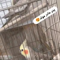 عروس هلندی  پدر مادر مولد فروشی