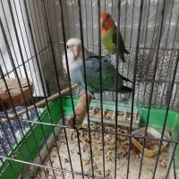 طوطی برزیلی مولد