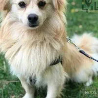 سگ پامرانین و شیتزو