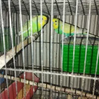 مرغ عشق|پرنده|الوند, |دیوار