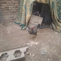 خروس لاری|حیوانات مزرعه|ایجرود, |دیوار