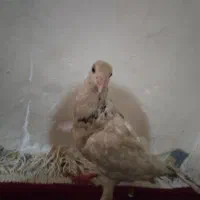 200|پرنده|بجنورد, |دیوار