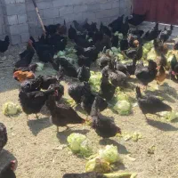 مرغ تخم گذارنژاد گل پایانی و مرندی