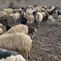 گوسفند داشتی|حیوانات مزرعه|جلگه شوقان, |دیوار