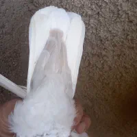 کبوتر ماده|پرنده|شیراز, آزادگان|دیوار