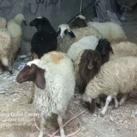 گوسفند ماده داشتی  باب داشت|حیوانات مزرعه|کوزران, |دیوار