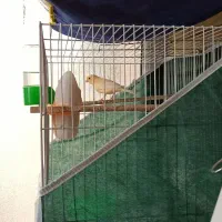 قناری ماده پرتقالی|پرنده|مشهد, فارغ التحصیلان|دیوار