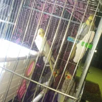 عروس هلندی|پرنده|سرپل ذهاب, |دیوار