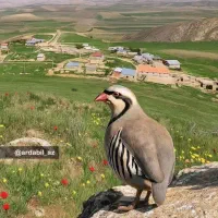 اجاره خانه ویلایی