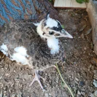 مرغ لاری، سیبرایت، مرغ و خروس گلین طاووس|حیوانات مزرعه|شوط, |دیوار