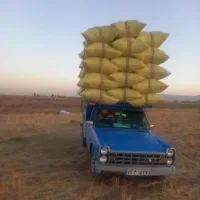 فروش کاه لوبیا