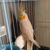 عروس هلندی و مرغ عشق