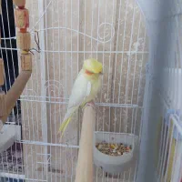 عروس هلندی|پرنده|ایلام, |دیوار