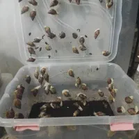 واگذاری جوجه حلزون