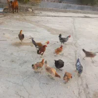 فروش مرغ وجوجه|حیوانات مزرعه|لیکک, |دیوار