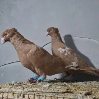 نرماده زرد پشته یه بال و سرک