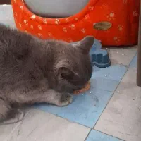 گربه اسکاتیش میکس با استریت