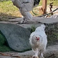 خروس امپراتور برهما