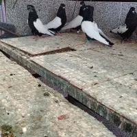 سوسنگرد