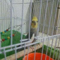 عروس هلندی زرنگ نر