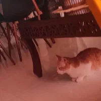 گربه گمشده|حیوانات|گرگان, |دیوار