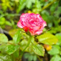 نیازمند نیروی کار