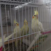 ععروس|پرنده|مشهد, رده|دیوار