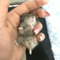 همستر کمپل|موش و خرگوش|خمین, |دیوار