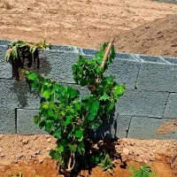 زمین-باغی-گرگاب