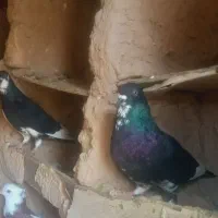 کبوتر|پرنده|چناران, |دیوار