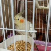 یک عدد عروس هلندی نر