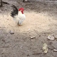 تخم مرغ جاپنیز