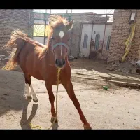 اسب ۳به۴سال|اسب و تجهیزات اسب‌سواری|بکتاش, |دیوار