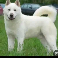 سگ آکیتا ژاپنی