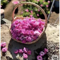 تور گروهی کاشان و ابیانه