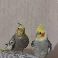 عروس هلندی مولد