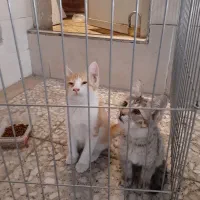 ۲عدد گربه dsh 2 ماه و ۱۰روز۰ واگذاری رایگان