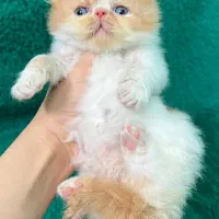 دنیای زیبای پرشین های شجره دار|گربه|شیراز, ارم|دیوار