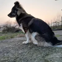 سگ اشپیتز گم شده،محل فشتام،شهر صنعتی رشت و سراوان|حیوانات|سنگر, |دیوار